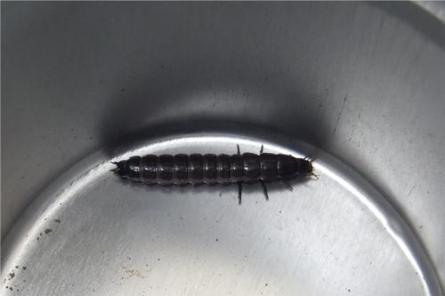 Carabus sp.
